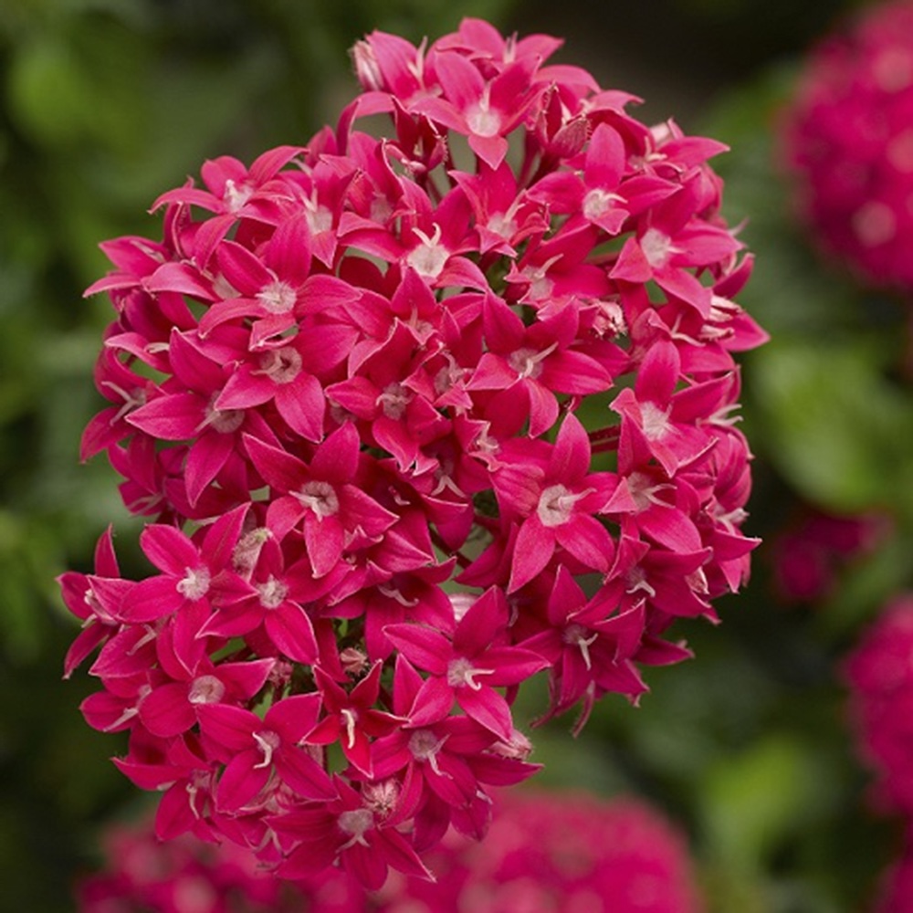 Pentas