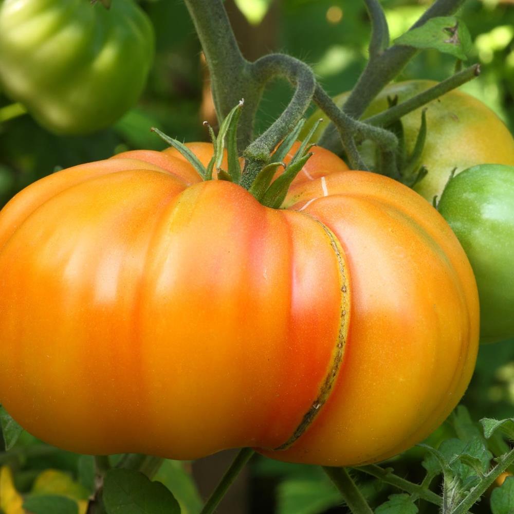 Tomato Old German 4 Pack