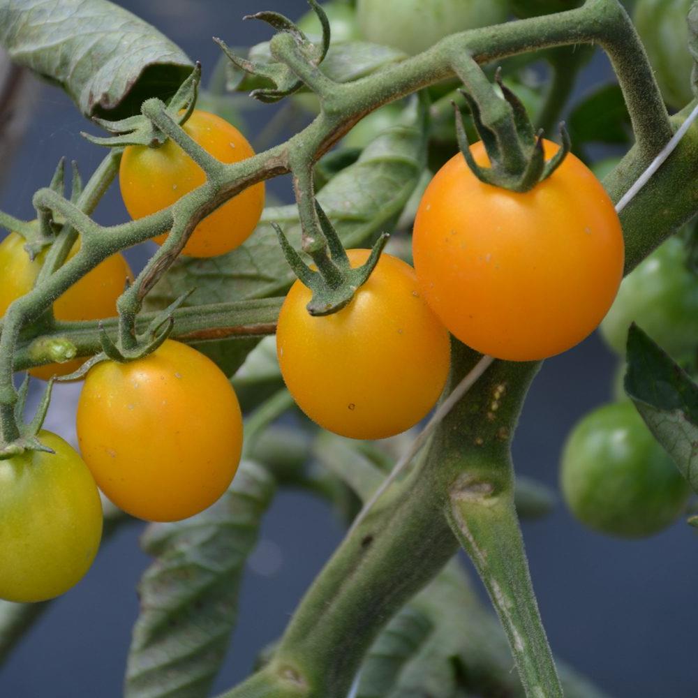 Tomato Sunsugar/ Sugary 4" 4"