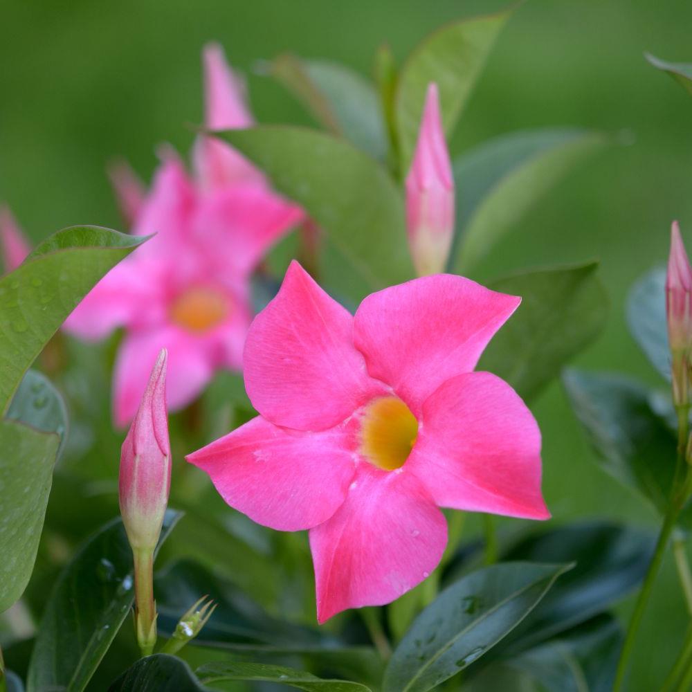 Dipladenia Pink Asst Bush 10" 10"