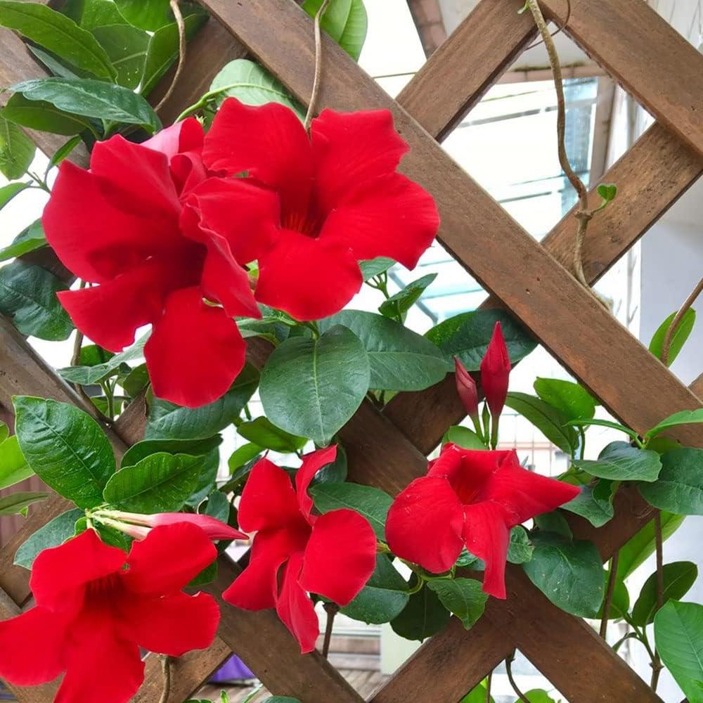 Dipladenia Red Asst 10" Bush 10"