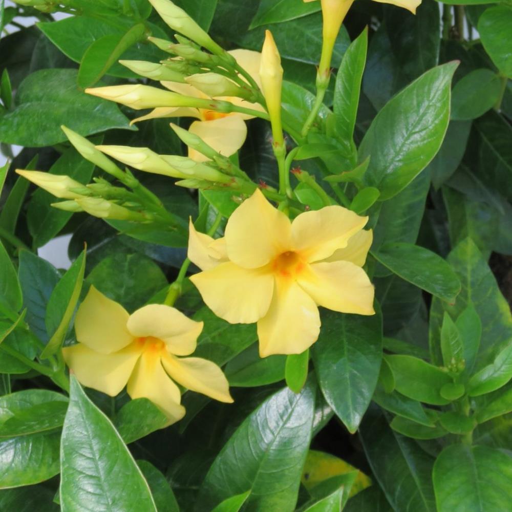 Mandivilla Sunbeam Yellow 1 Gal Royale