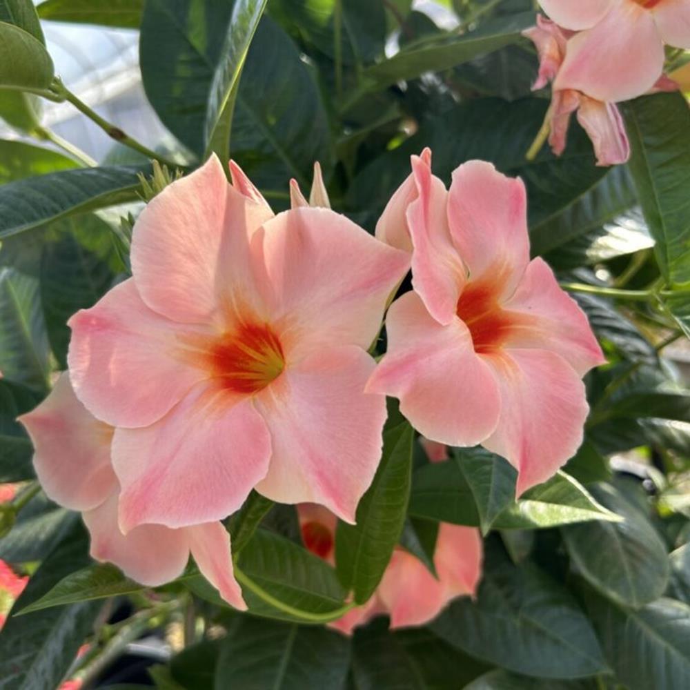 Mandevilla Giant Peach Sunrise Trellis 10" Trellis