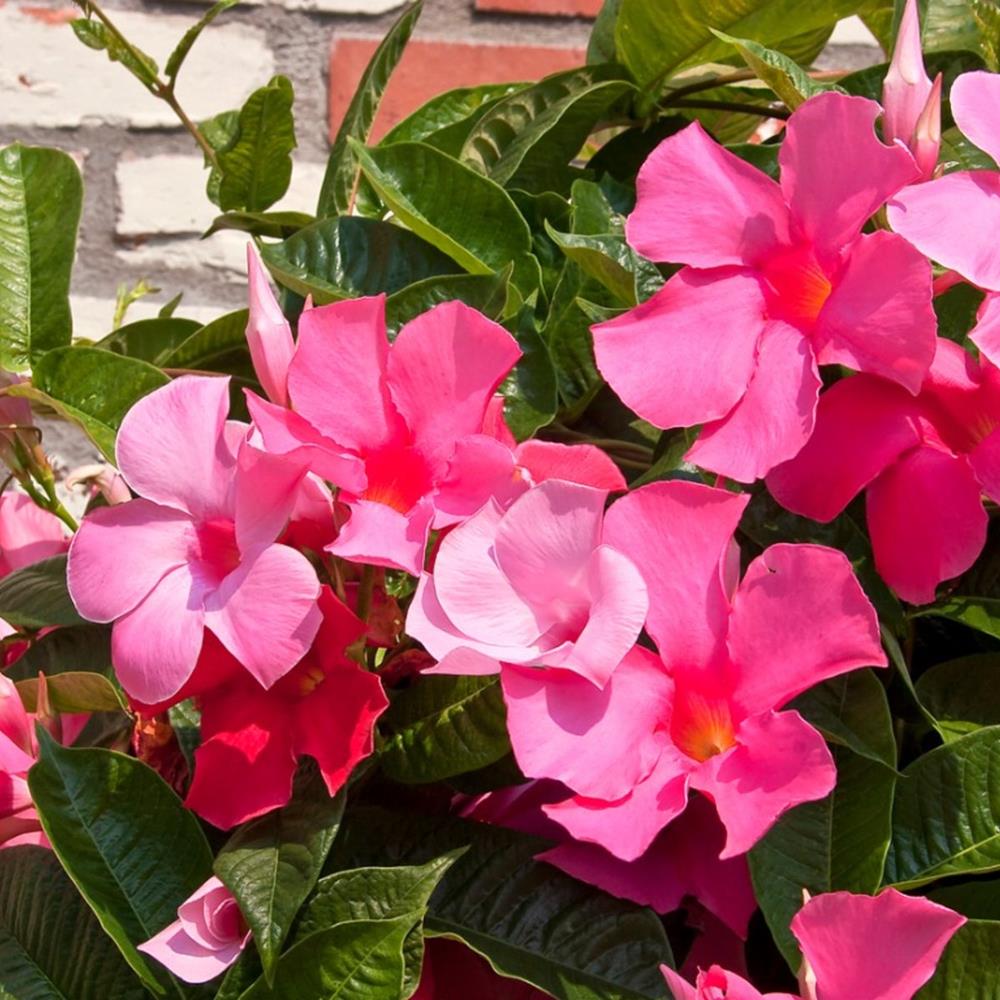 Mandavilla Madina Coral Pink Little One