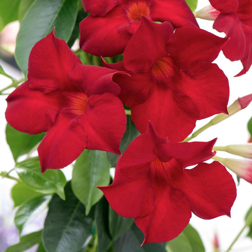 Mandivilla Madinia Deep Red Little One