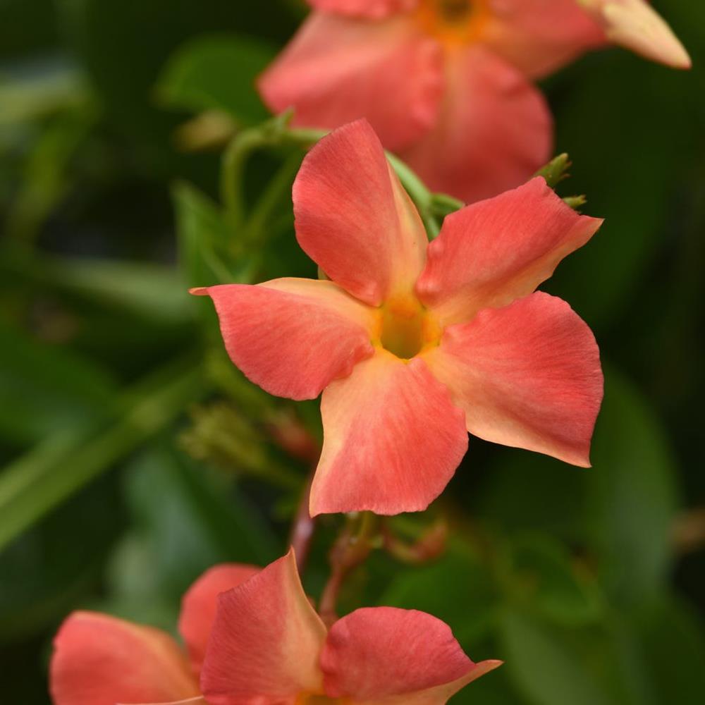 Mandevilla Fired Up Orange 1 Gal Royale