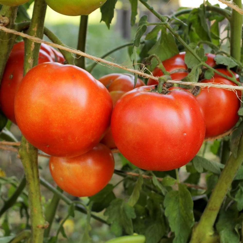 Tomato 'Mighty Mato Early Girl