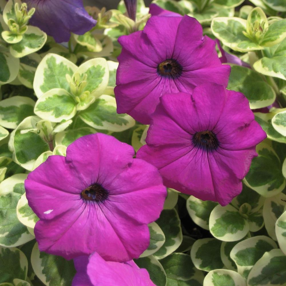 Petunia Glamouflage Grape 4" 4"