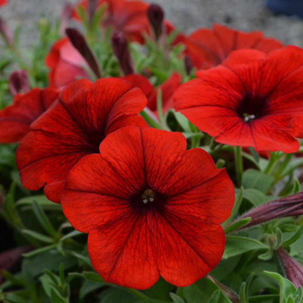 Petunia Single ' Hells Forge' 4" 4"