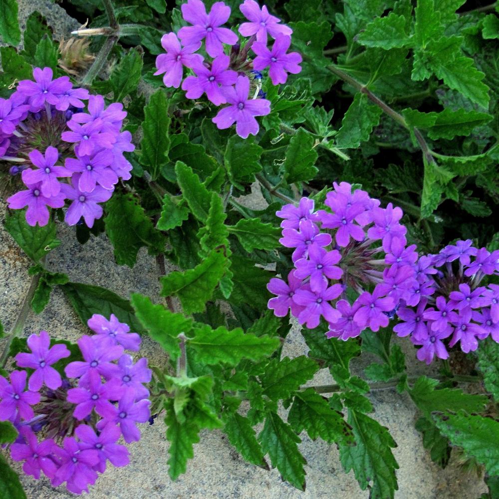 Verbena Firehouse Purple 4"