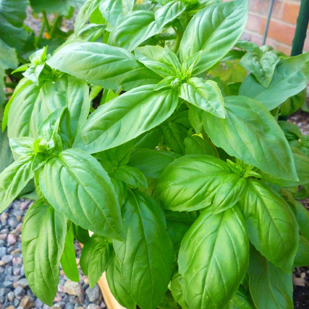 Herb, Annual Basil Mammoth 4" 4"