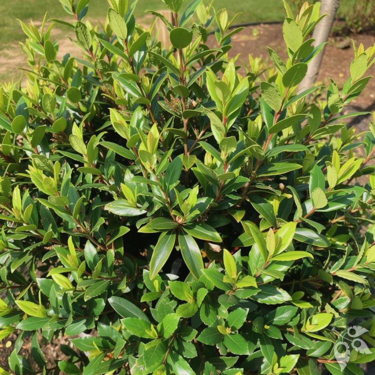 Herb, 'Little Ragu' Sweet Bay #1 #1