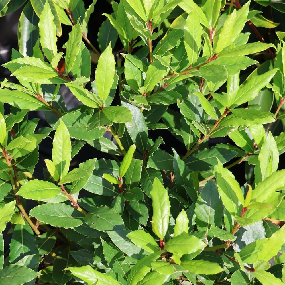 Herb, 'Little Ragu' Sweet Bay #1 #1