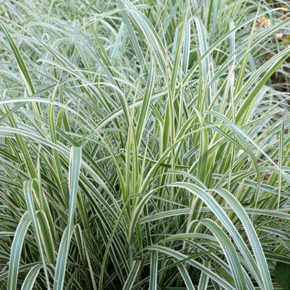 Grass, Maiden 'Variegated' #2 #2