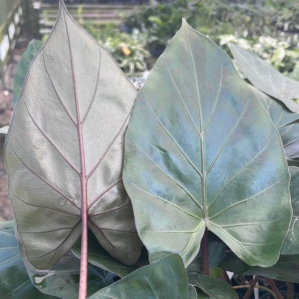 Alocasia Metal Head 12" 12"