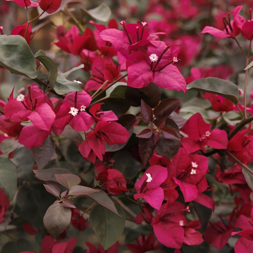 Bouganvilla 'Burgundy Queen' #2 #2