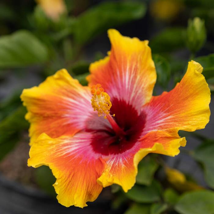 Hibiscus Fiesta Standard 12" 12" Tree