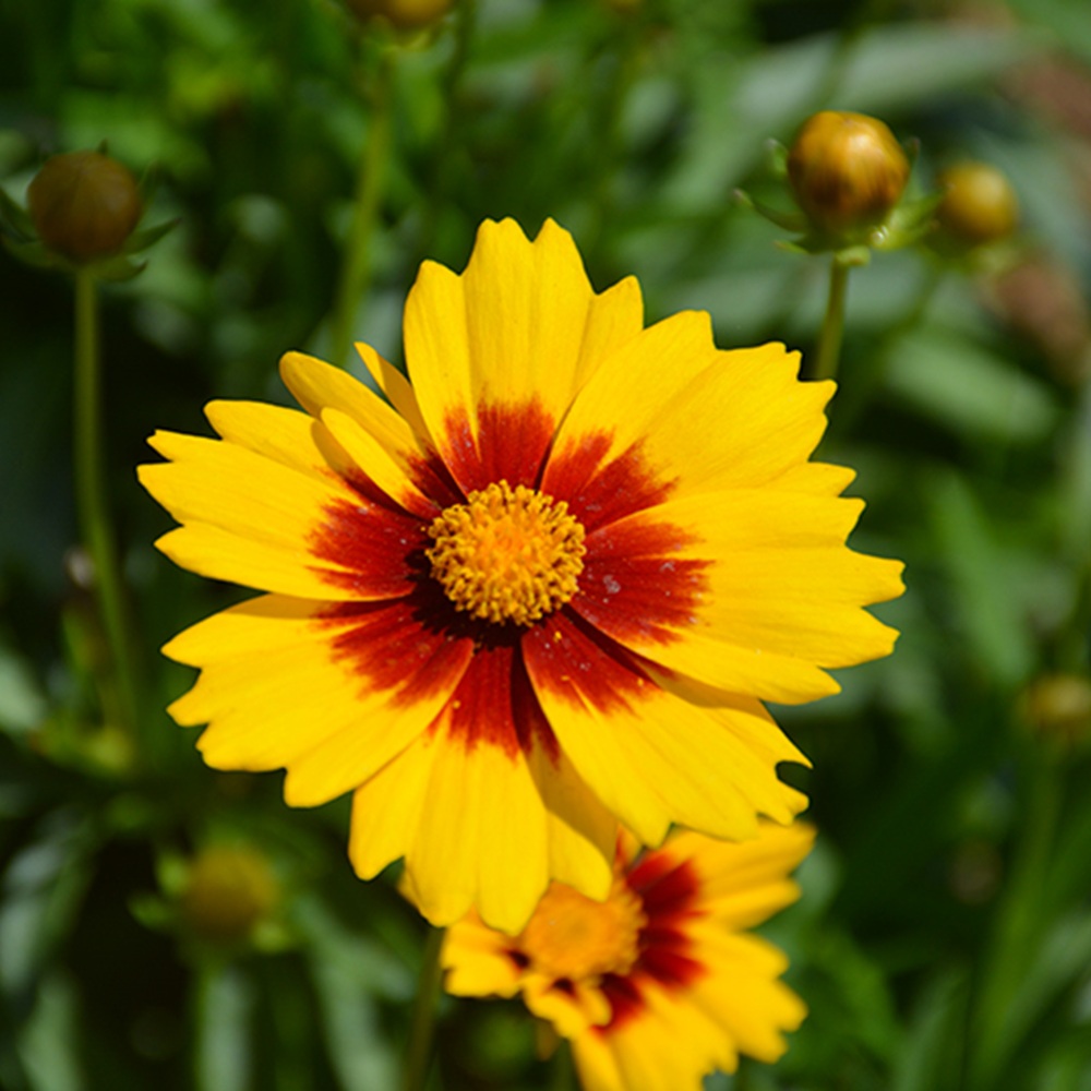 Coreopsis 'Solanna Bright Touch' #1 #1 Pot
