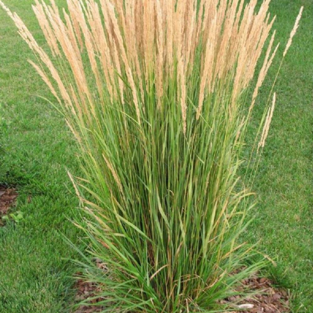 Grass, Feather Reed 'Avalanche' #1 #1 Pot