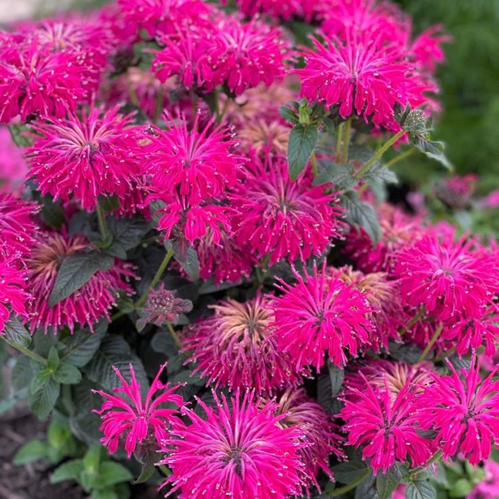 Monarda Bee Balm 'Pardon My Cerise' #1