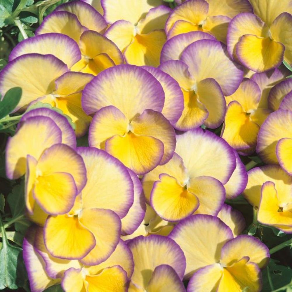 Viola c 'Etain'