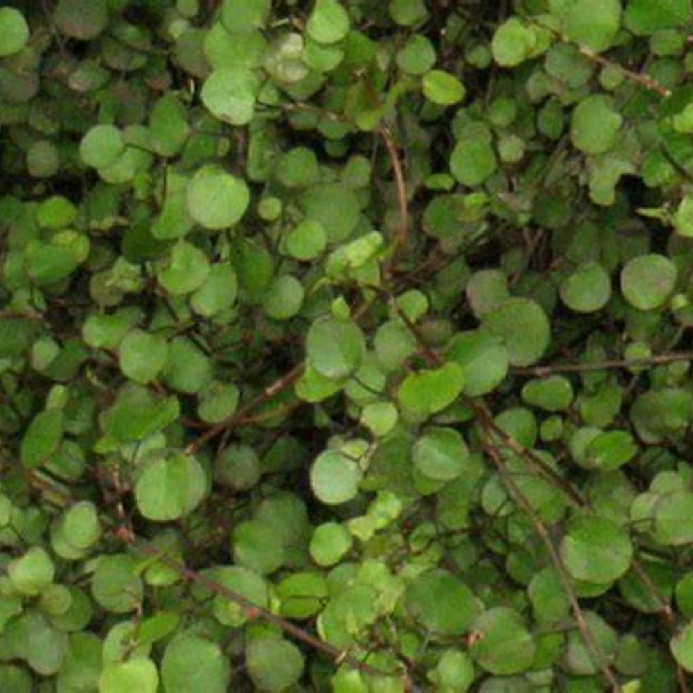 Wirevine aka Muehlenbeckia 4" 4"