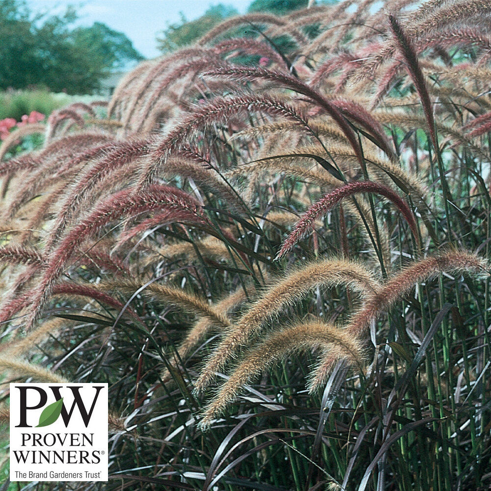 Grass, Fountain 'Purple' #1 #1