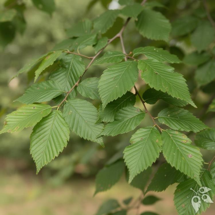 Elm, 'Princeton' #20