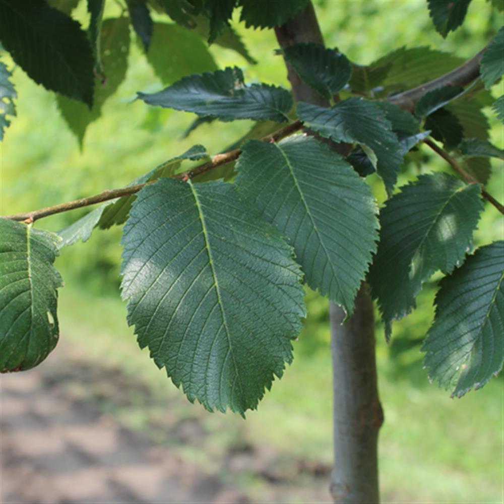 Elm, 'Princeton' #20