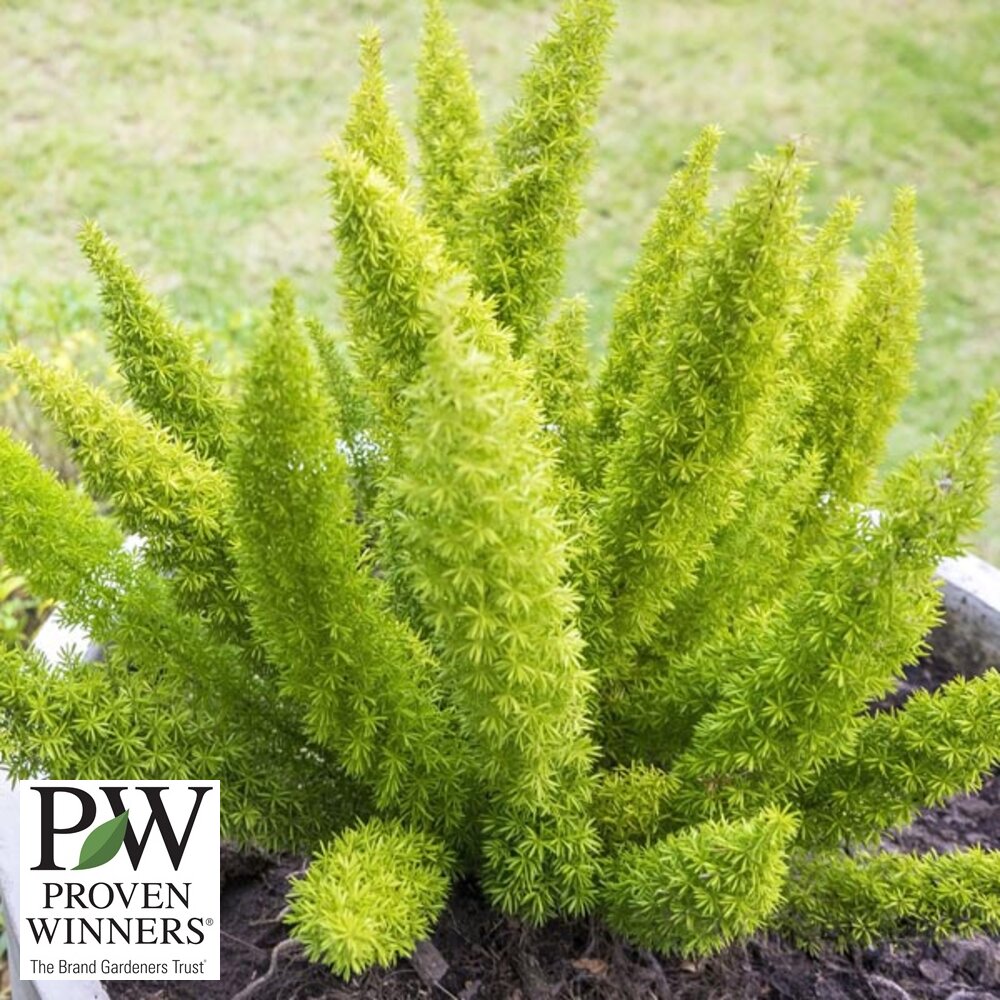 Fern Asparagus 6"