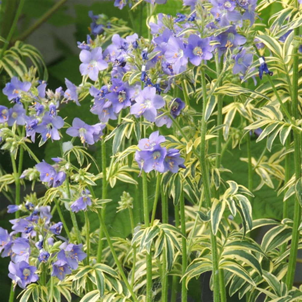 Jacob's Ladder 'Brise d'Anjou'