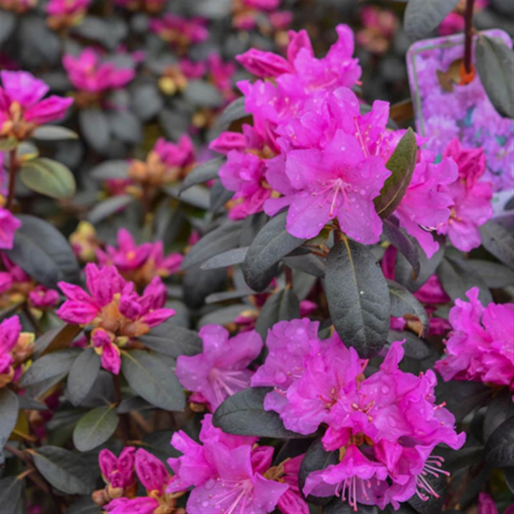 Rhododendron 'P.J.M.'#2