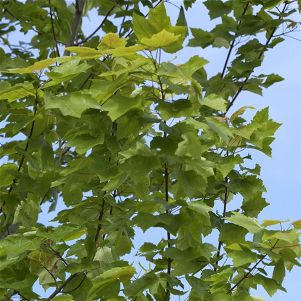 Maple, Rubrum 'Armstrong Gold' #20