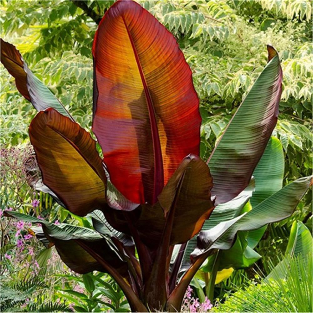 Ensete Banana Maurelii #5 Squat