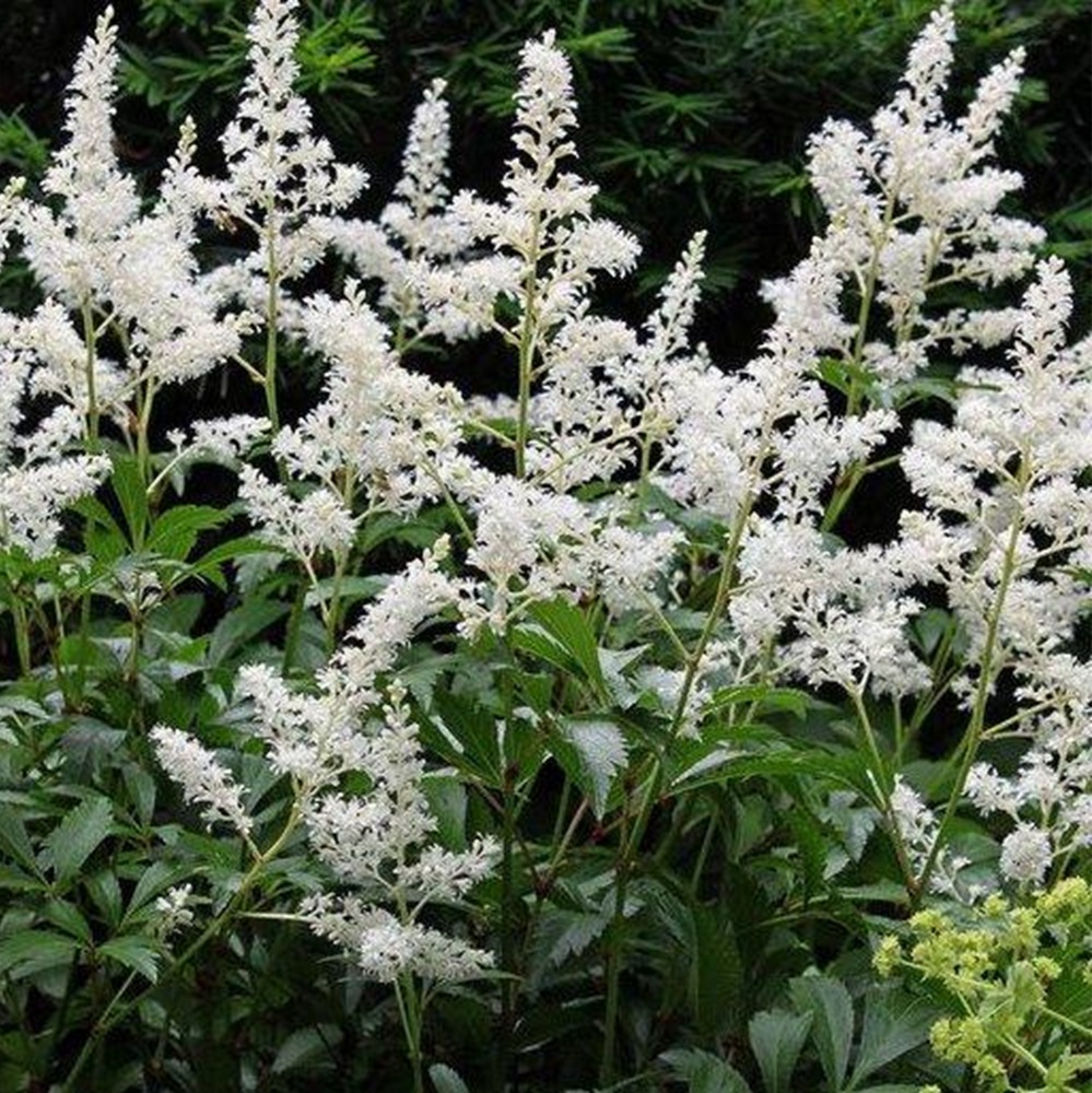 Astilbe 'Visions in White' #1 #1