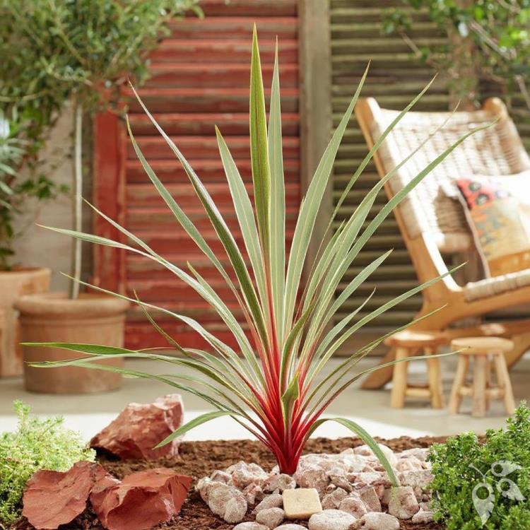 Cordyline Magic Star #1