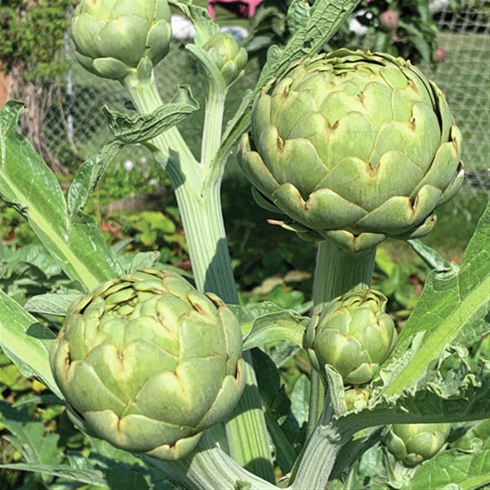 Cyanara SCO Improved Green Globe #2