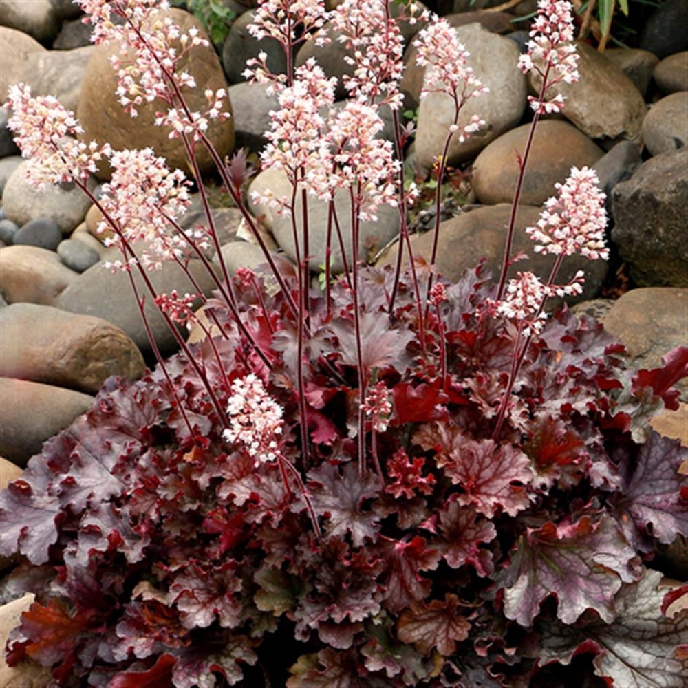 Coral Bells 'Ruby Tuesday' #1