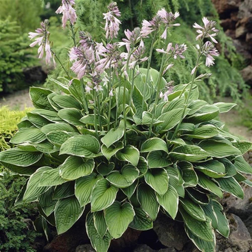 Hosta 'Francee' #1