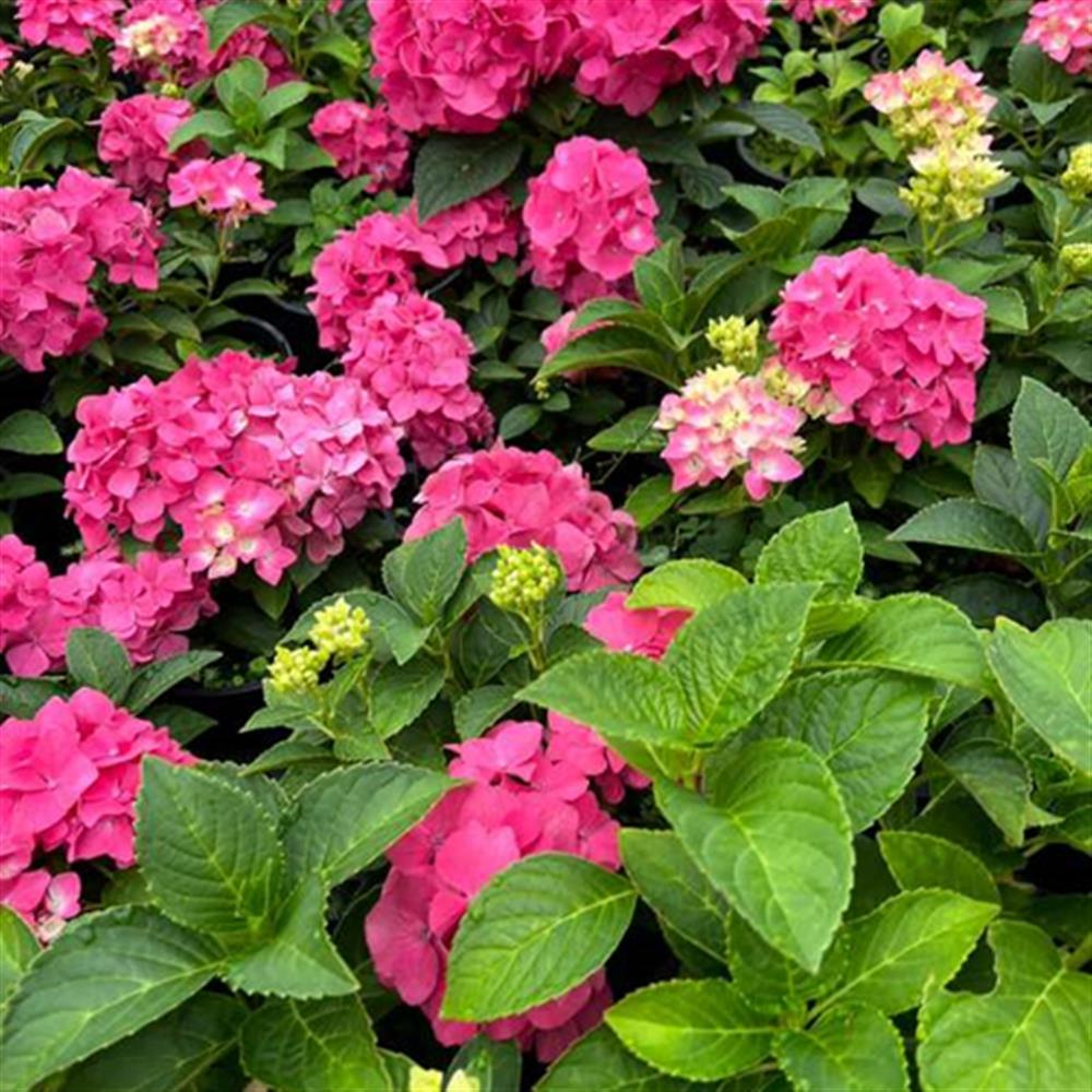 Hydrangea, Bigleaf 'Seaside Marthas Vinyard' #2