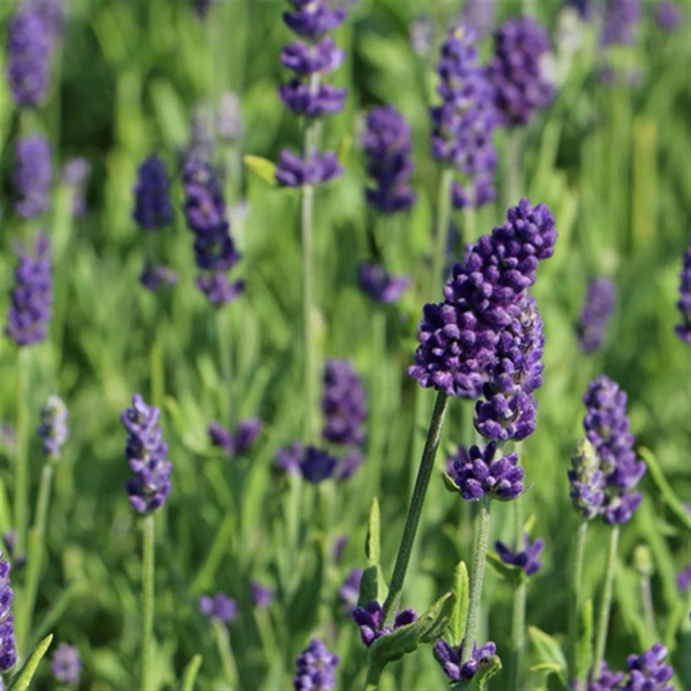 Herb, Lavender Ellegance 4" 4"