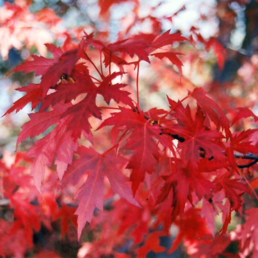 Maple, Freeman 'Autumn Blaze' #15 #15
