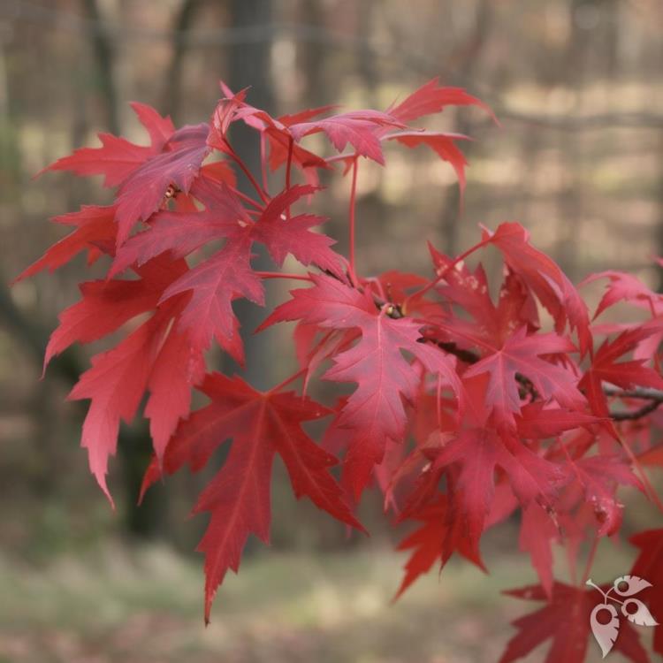 Maple, Freeman 'Autumn Blaze' #15 #15
