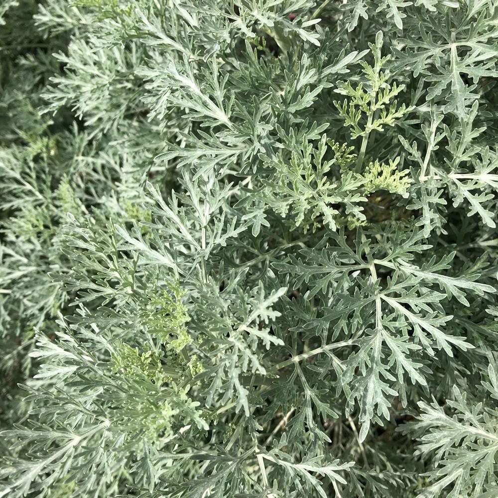 Artemisia 'Silver Mound'
