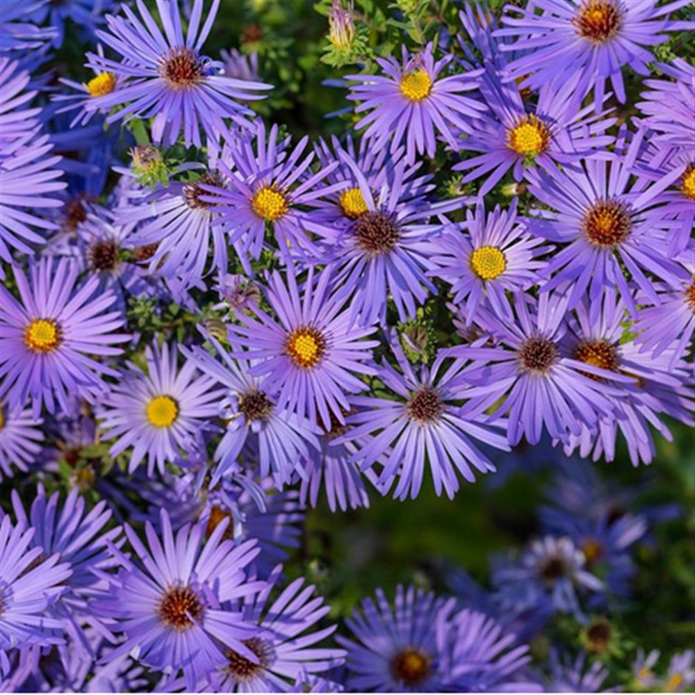 Aster 'Wood's Purple' #1 #1