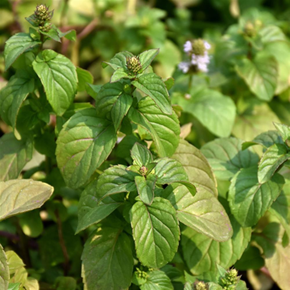 Herb, Mint Orange 4" 4"