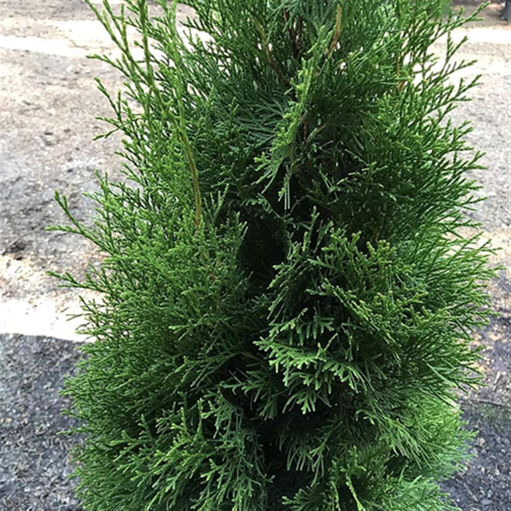 Arborvitae, Emerald Green' #20