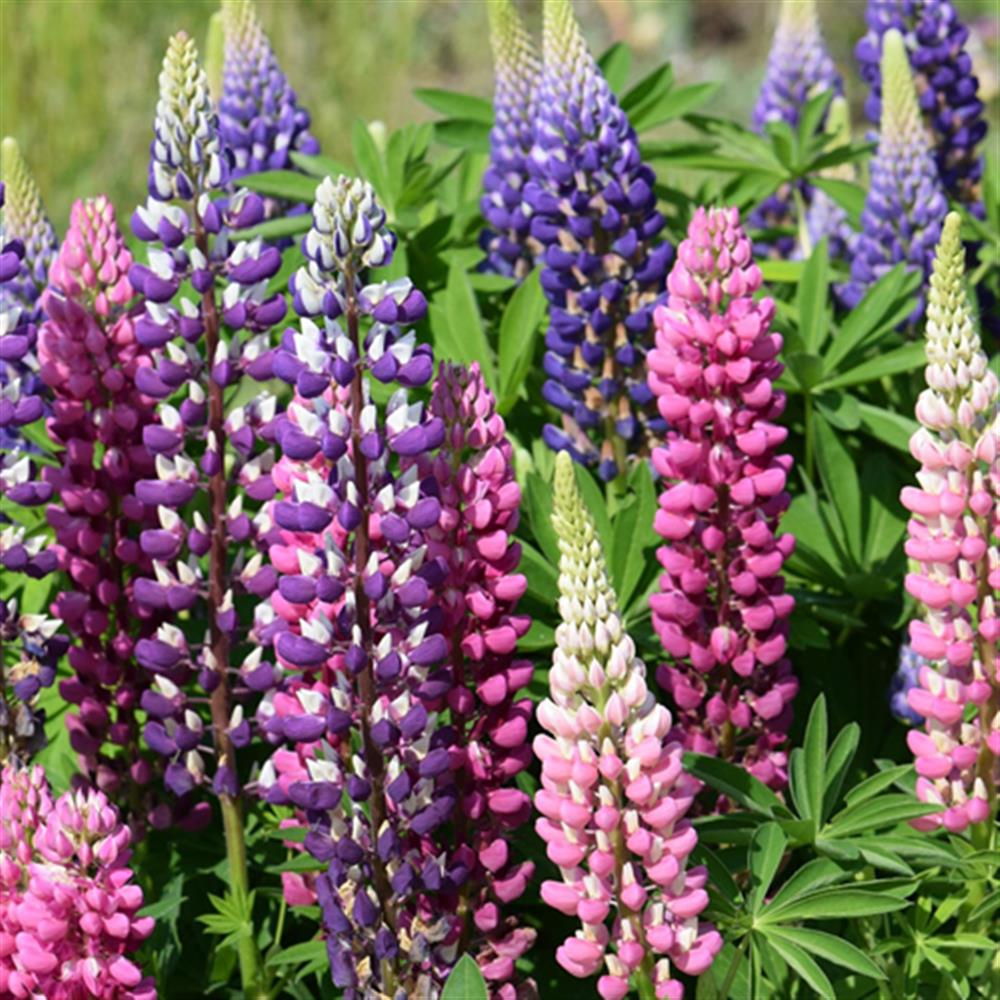 Lupine, Gallery Mix' #2