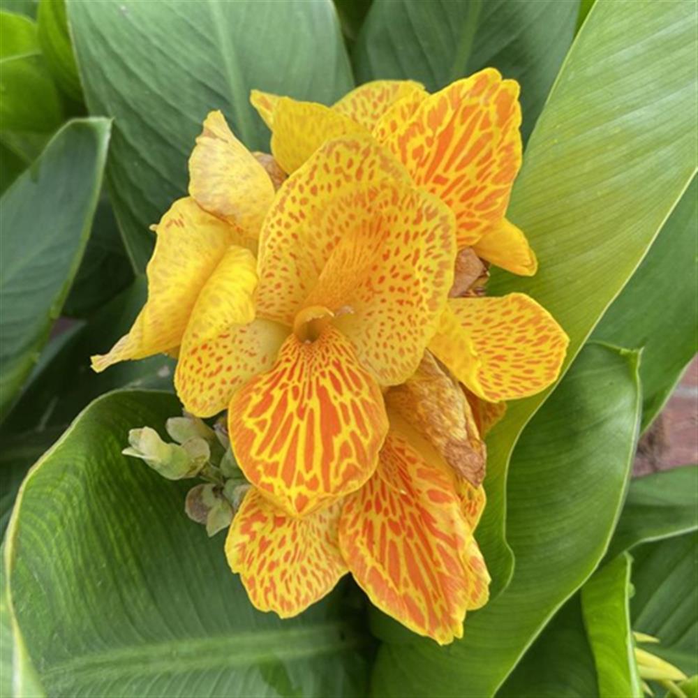 Cannova Gold Leopard Canna