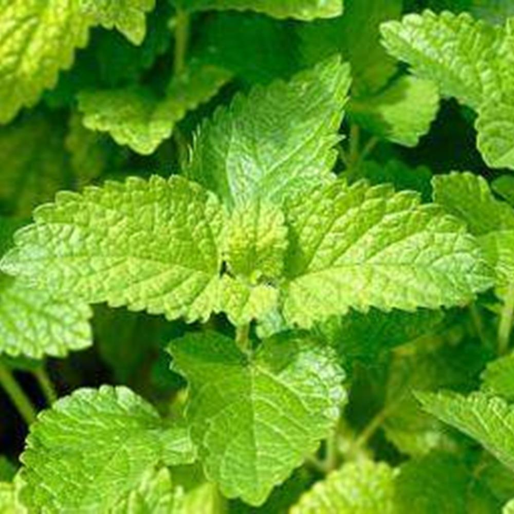 Herb, Annual Lemon Balm 4" 4"